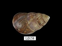 藏品(臺灣長蝸牛)的圖片